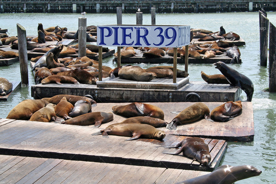 Sea lions at Pier 39, San Francisco