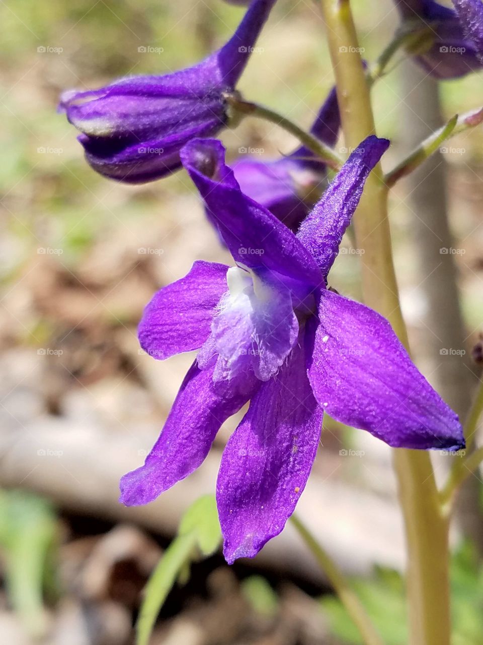 Spring flower