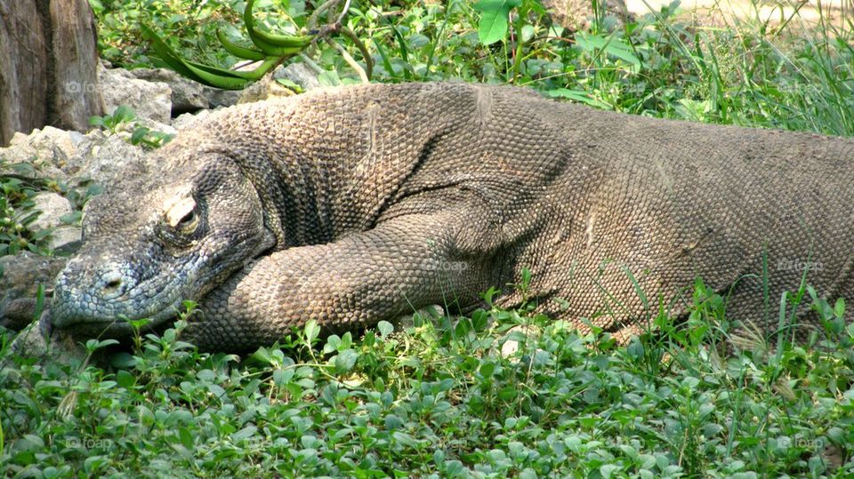 Komodo dragon 