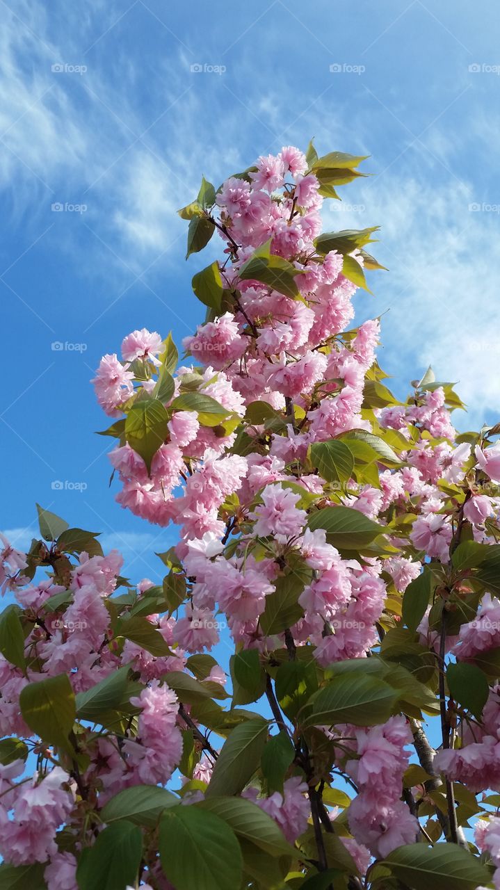 tree limb with heavy pink blooms against blue sky