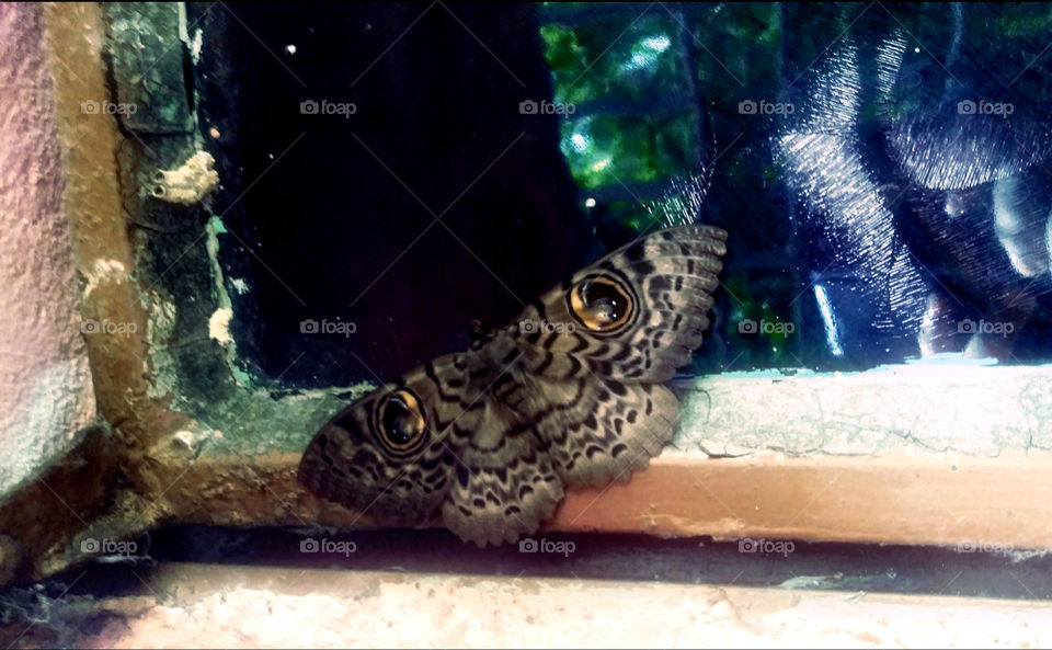 A beautiful leapord eyespot Moth captured.