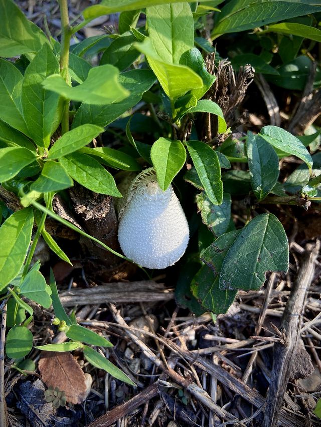 Mushrooms 