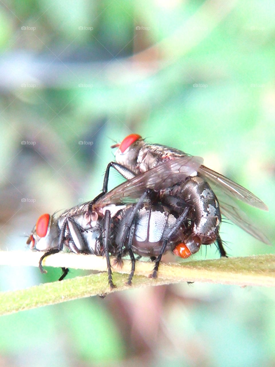 fly. love on the grass