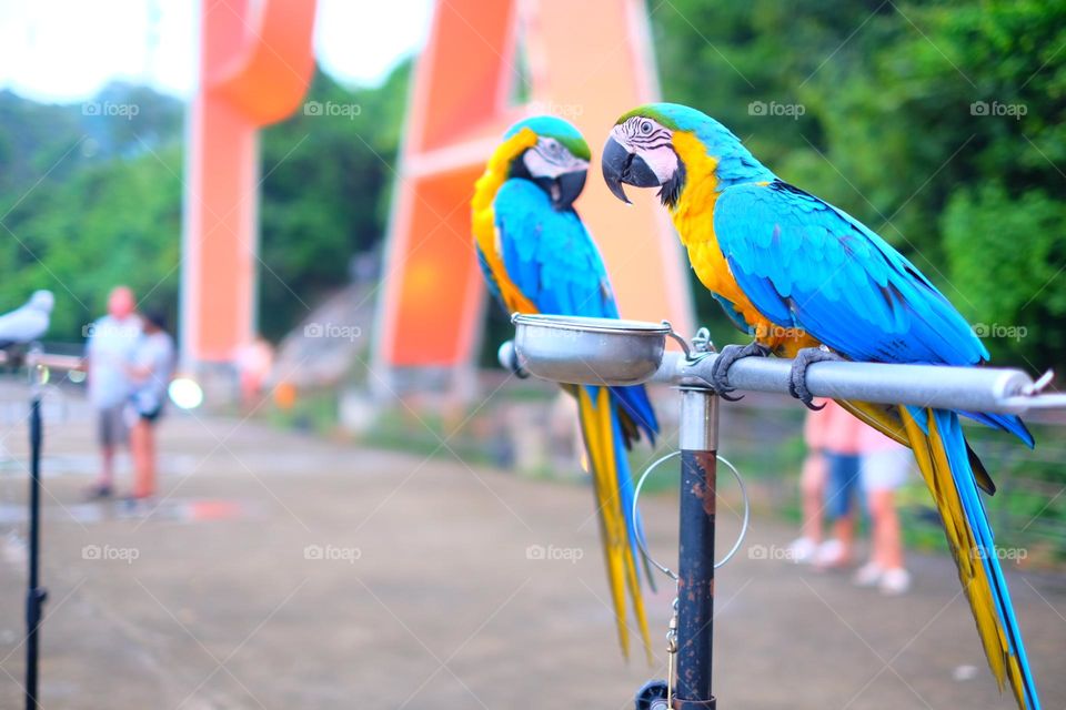 macaw