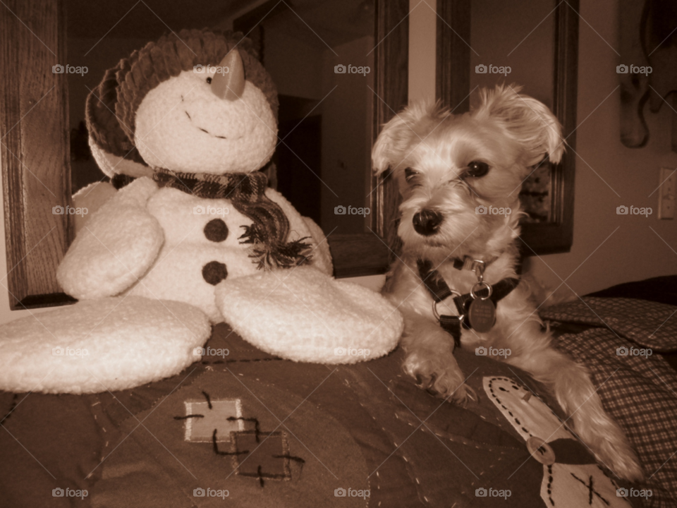 dog animal cute small by ashley77