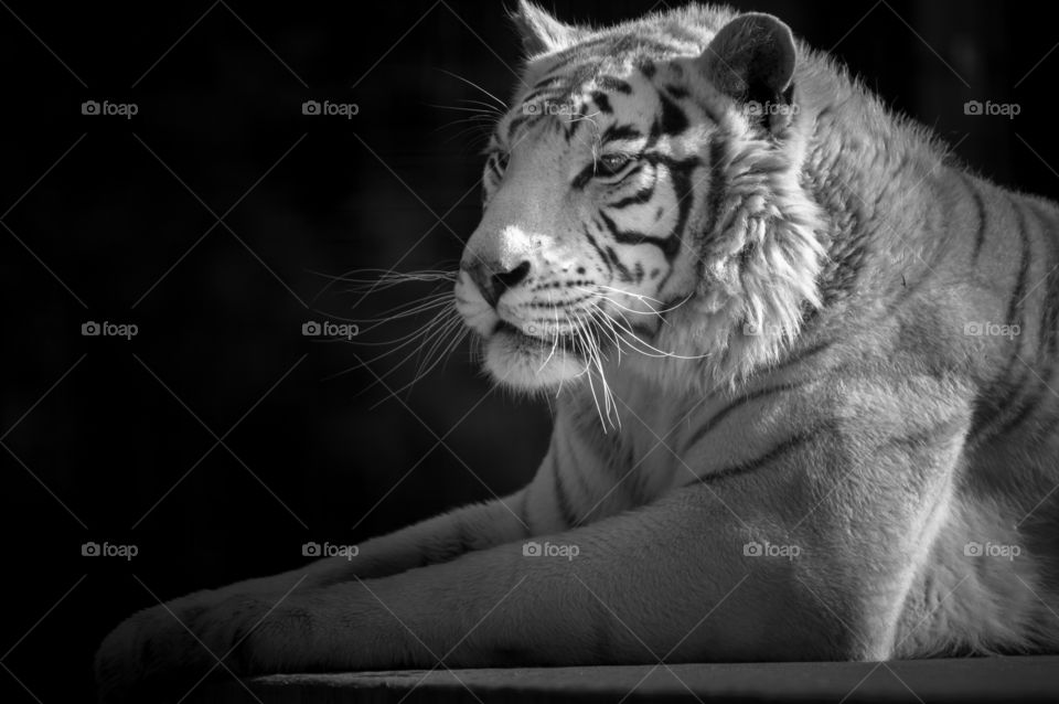 Bengal Tiger in black and white. Black and white shot of a Bengal Tiger 
