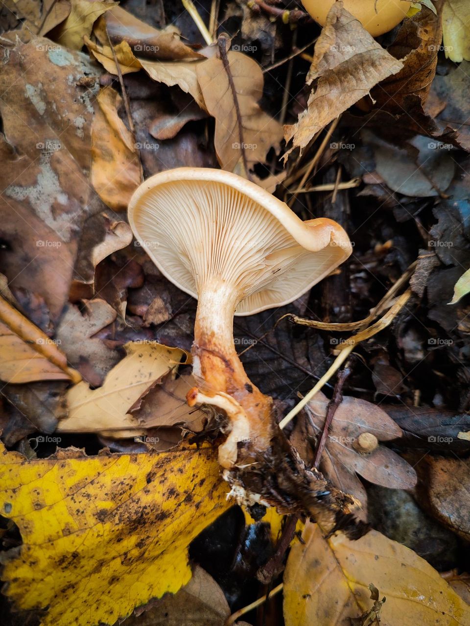 Orange cap mushroom Paralepista flaccida, mushroom plates photo among yellow and brown fallen leaves in autumn forest