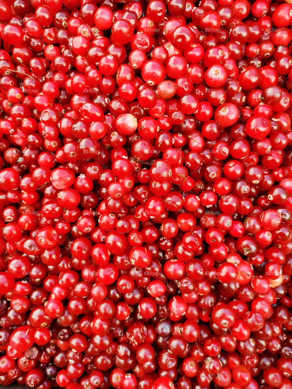 cranberry