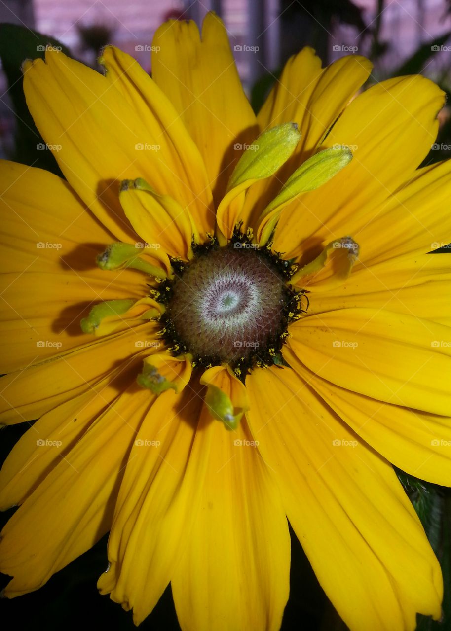 As day breaks I got an early glimpse of the sun.