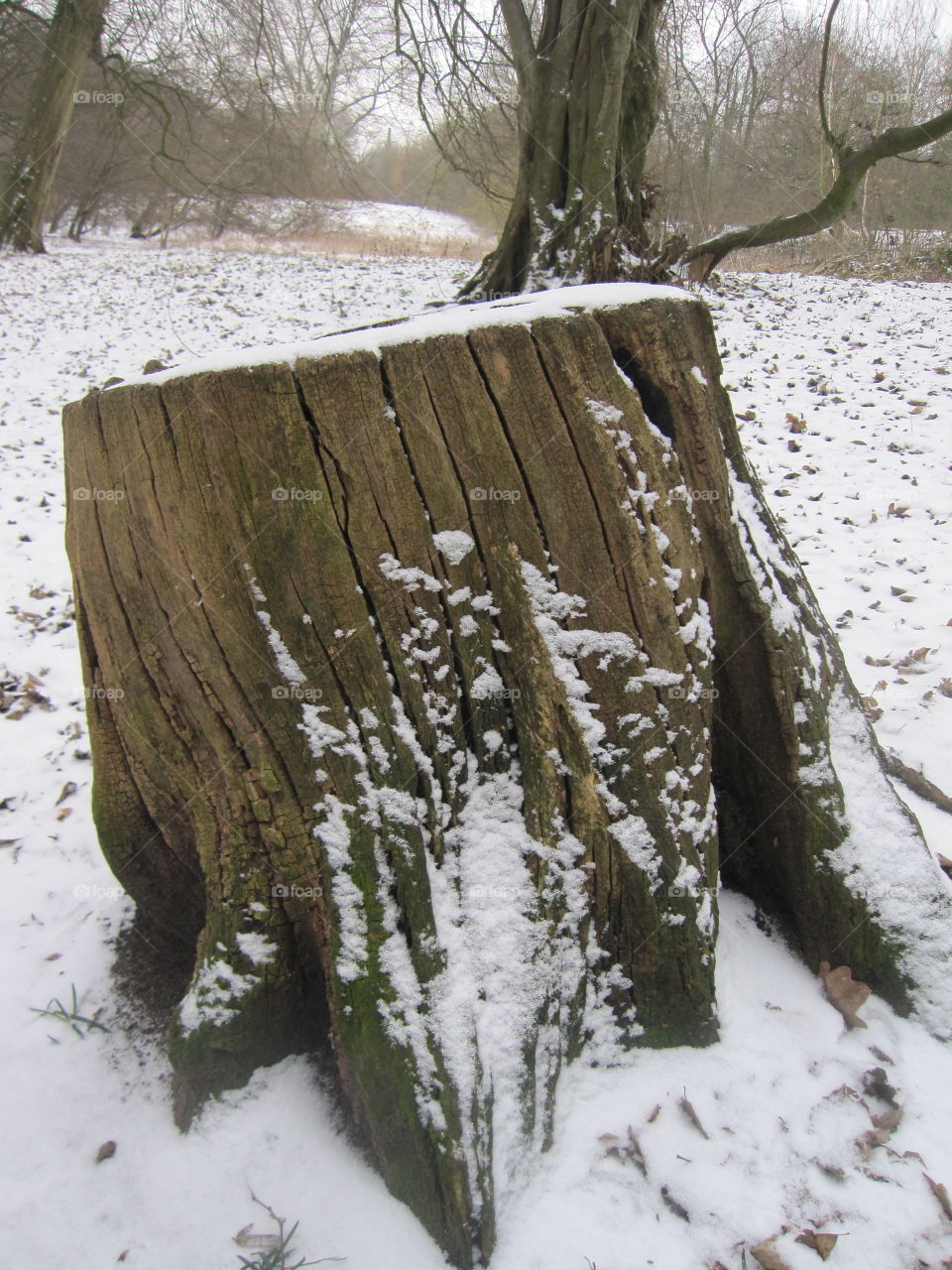 Snowy Tree Stump