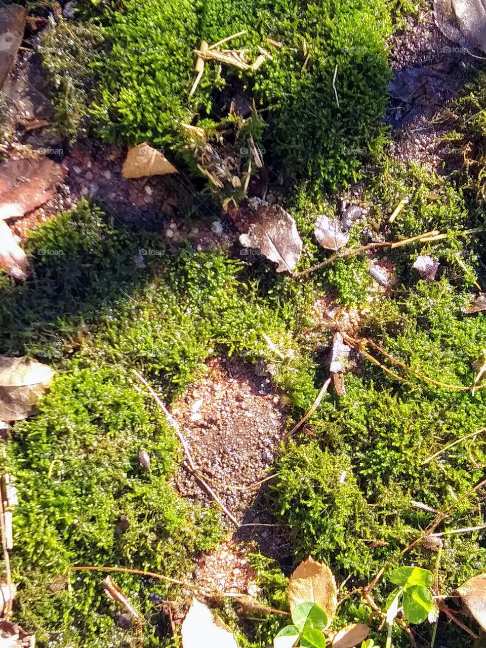 moss on the ground
