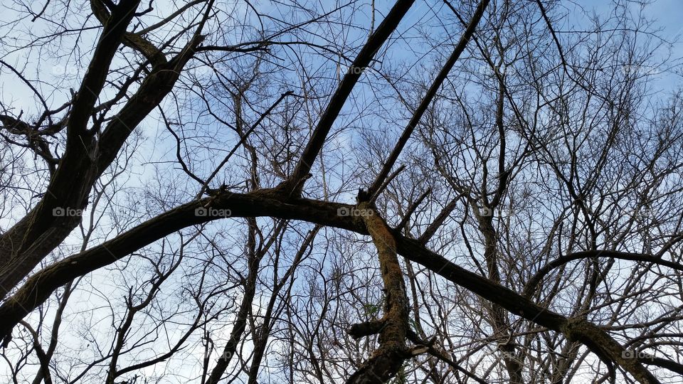 A forest and dead tree