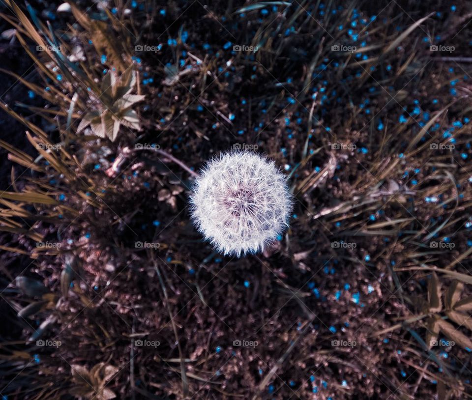 High angle view of a dandelion