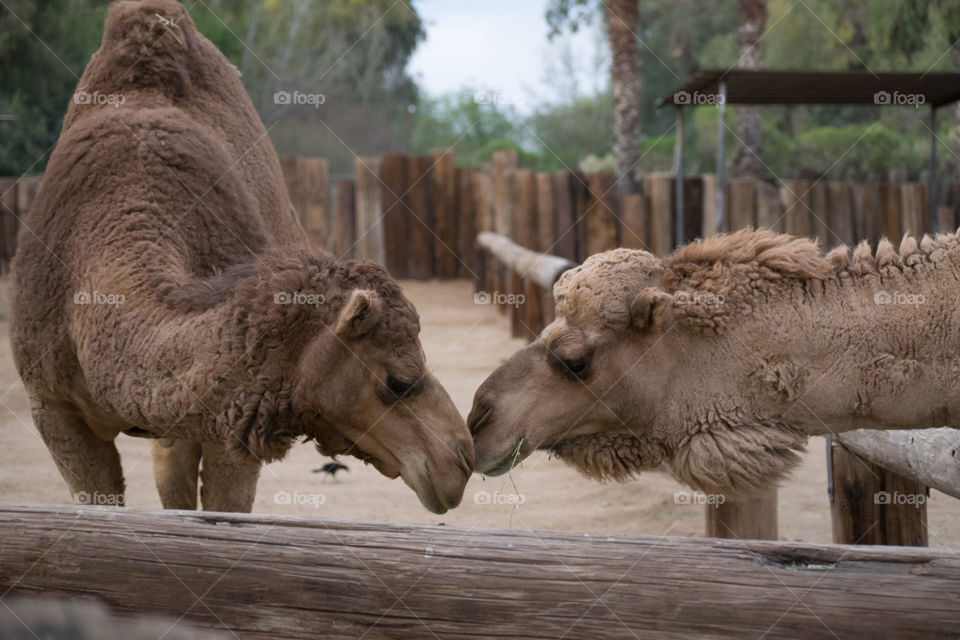 Spring is in the air - camel love