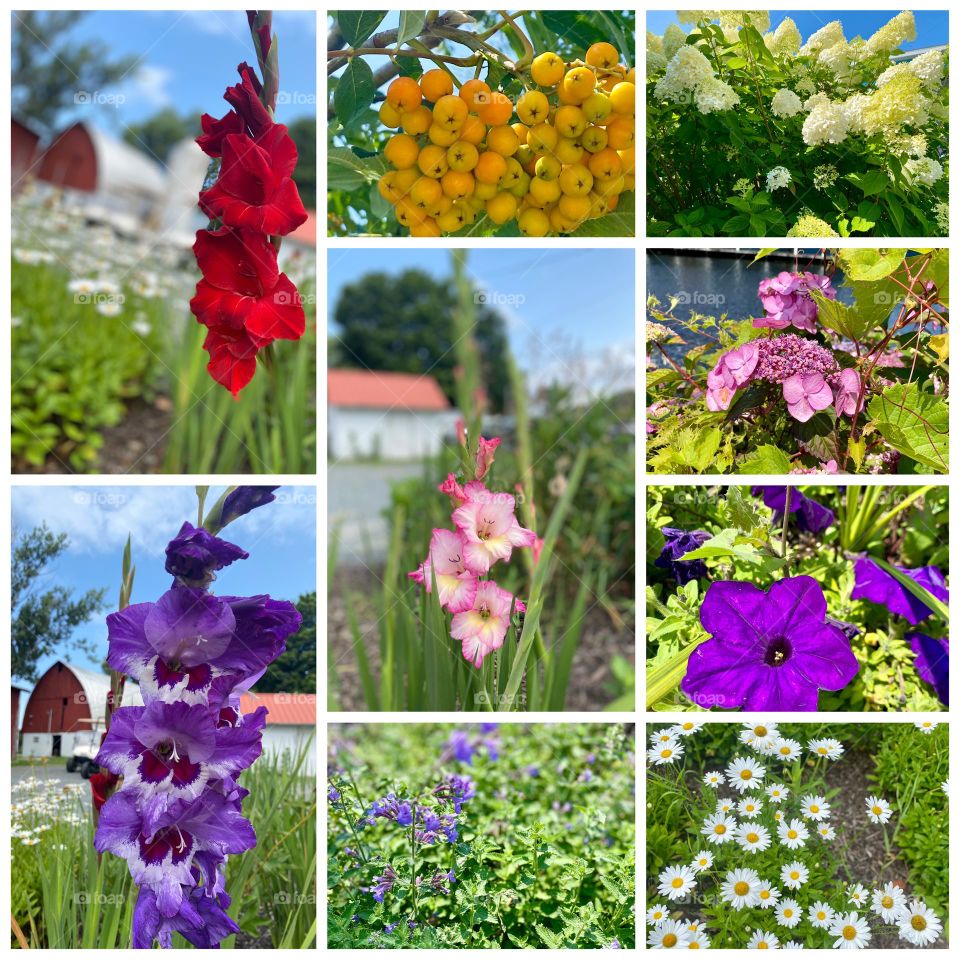 Michigan’s Floral Tapestry: A Kaleidoscope of Nature - The photo collage captures a vibrant array of flowers and landscapes in Michigan. It features: gladiolus, clusters of golden-yellow berries on a green shrub, &  hydrangeas basking in the sunlight