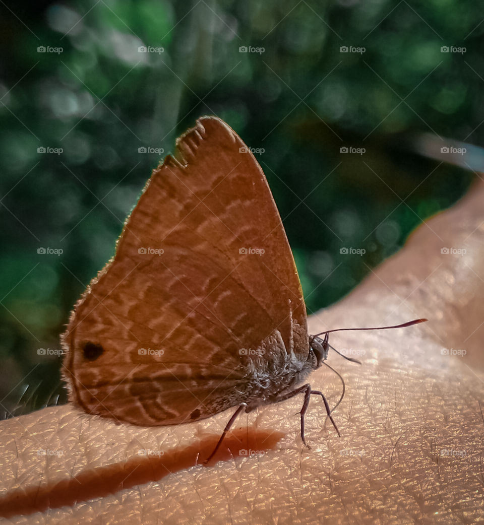 a butterfly perched on the hand