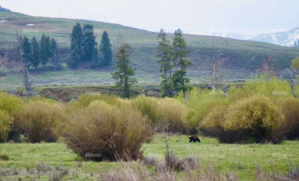 A grizzly bear looks for food amongst some willows