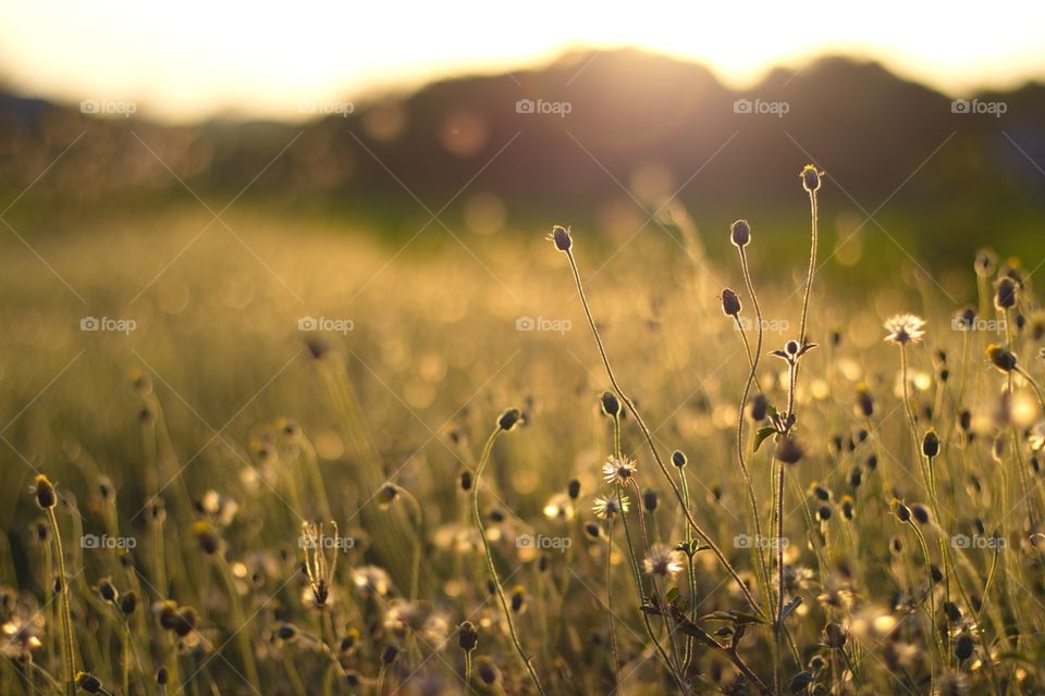 Grass flower with light