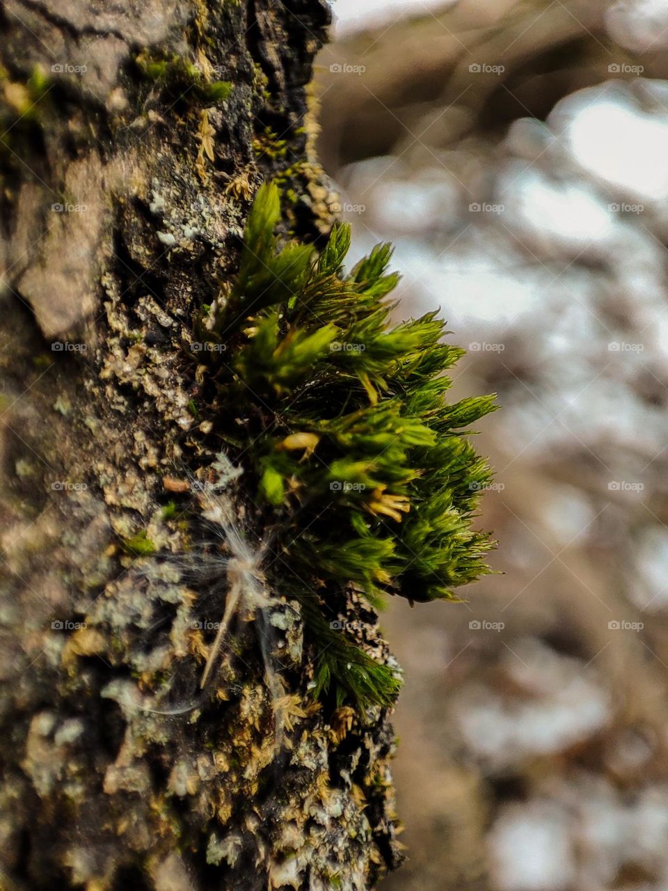 Green moss on the tree trunk macro