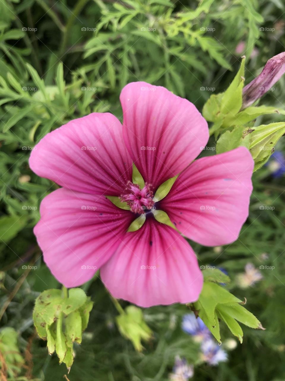 Pink Flower 