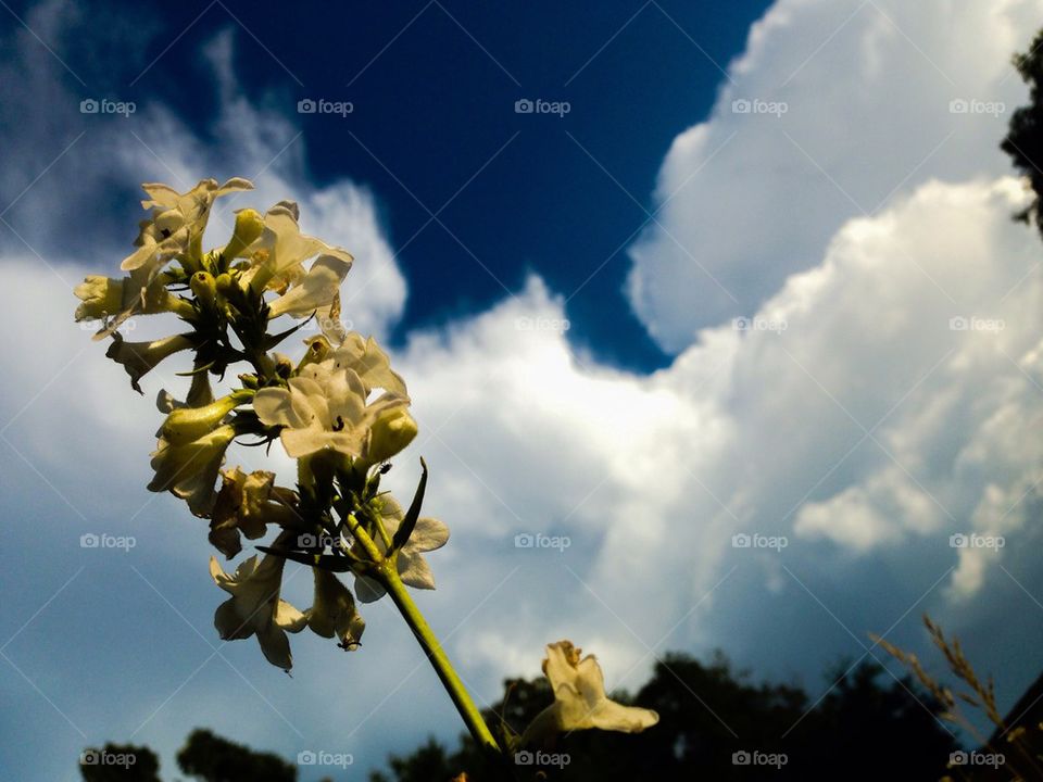 Flowers against cloudy sky