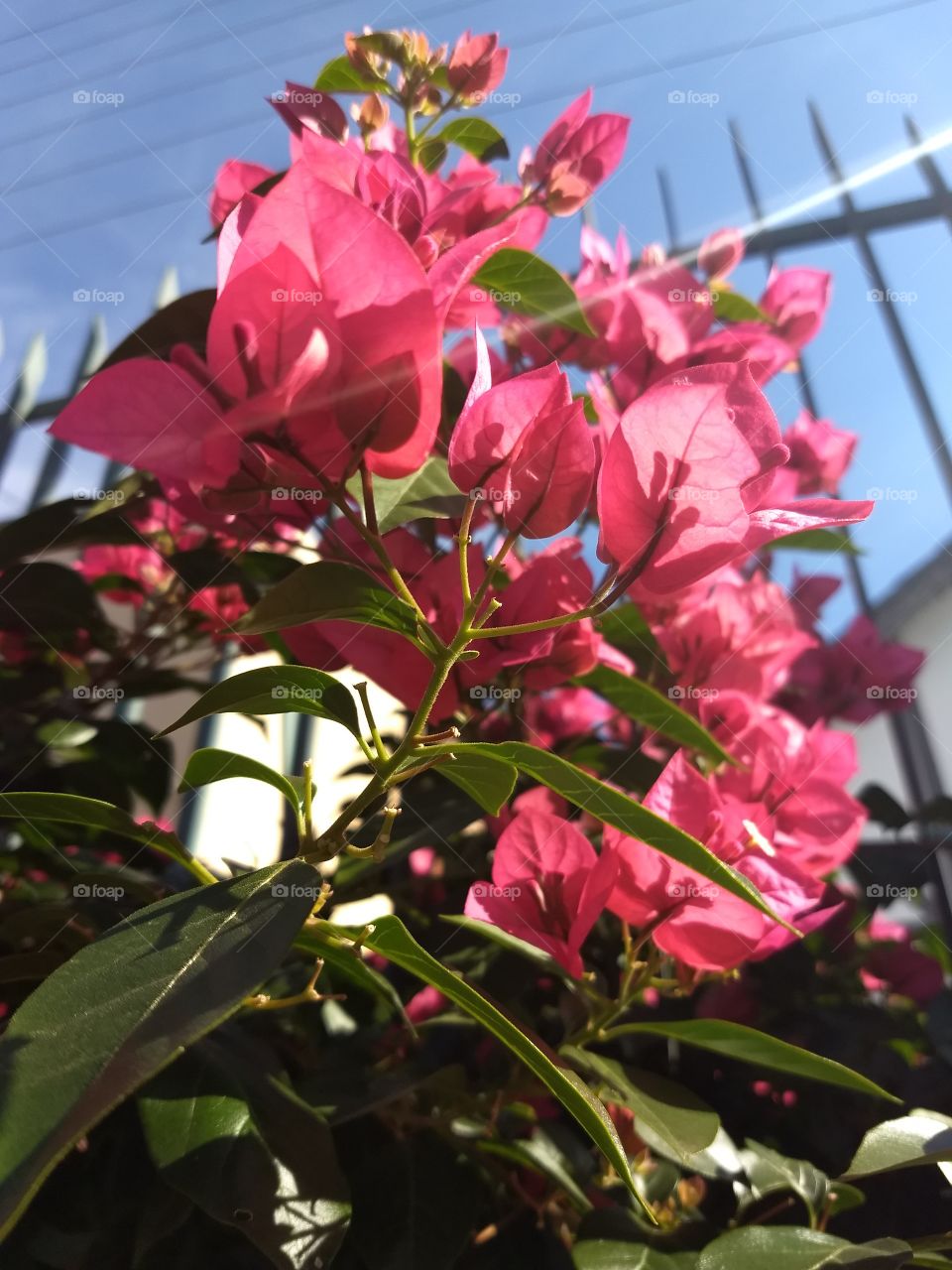 Bougainvilles