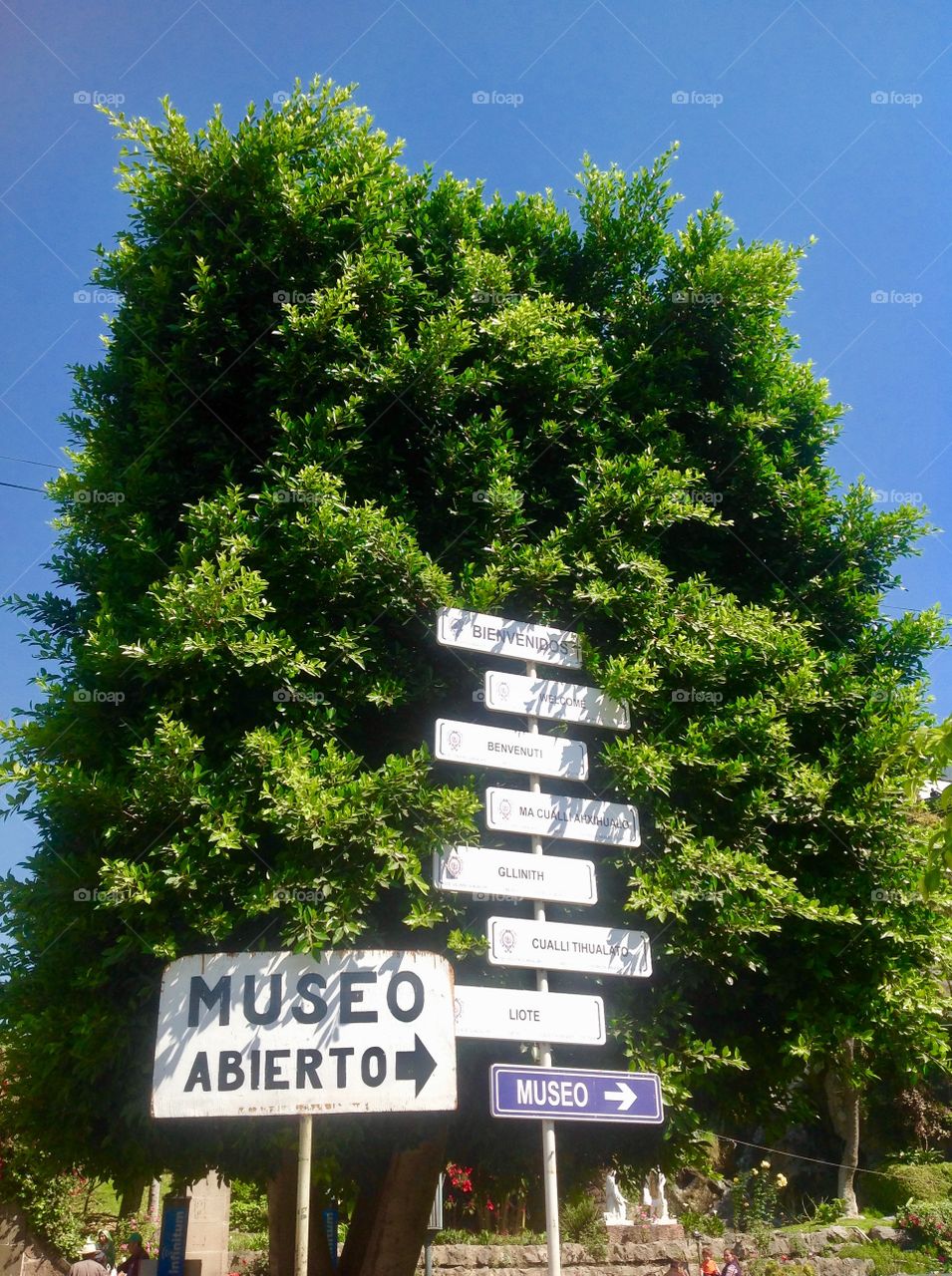 Tree signs 
In Mexico 