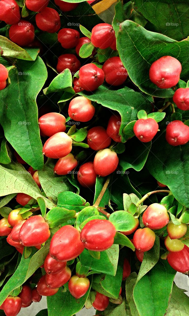 Red Hypericum berries. These are always used as accents in flower arranging and in bouquets. A fun touch to any floral work.