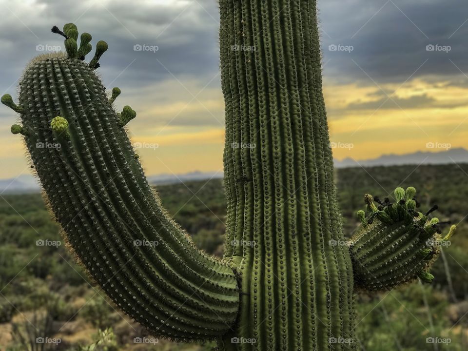 Desert Landscape - Cactus 