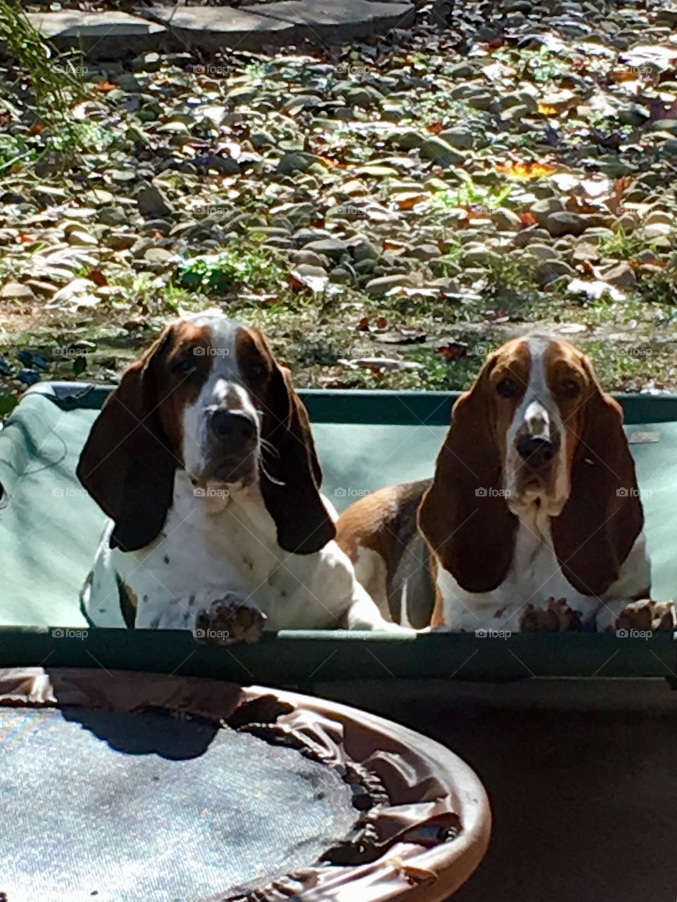 Basset Balance