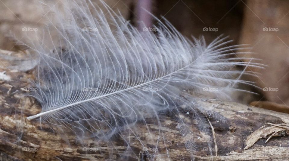 Bird feather. nature
