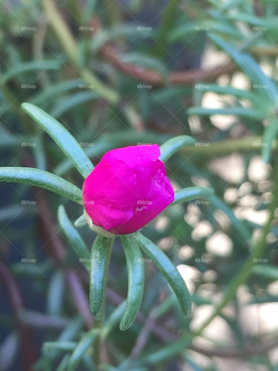 Beautiful flowers outside 