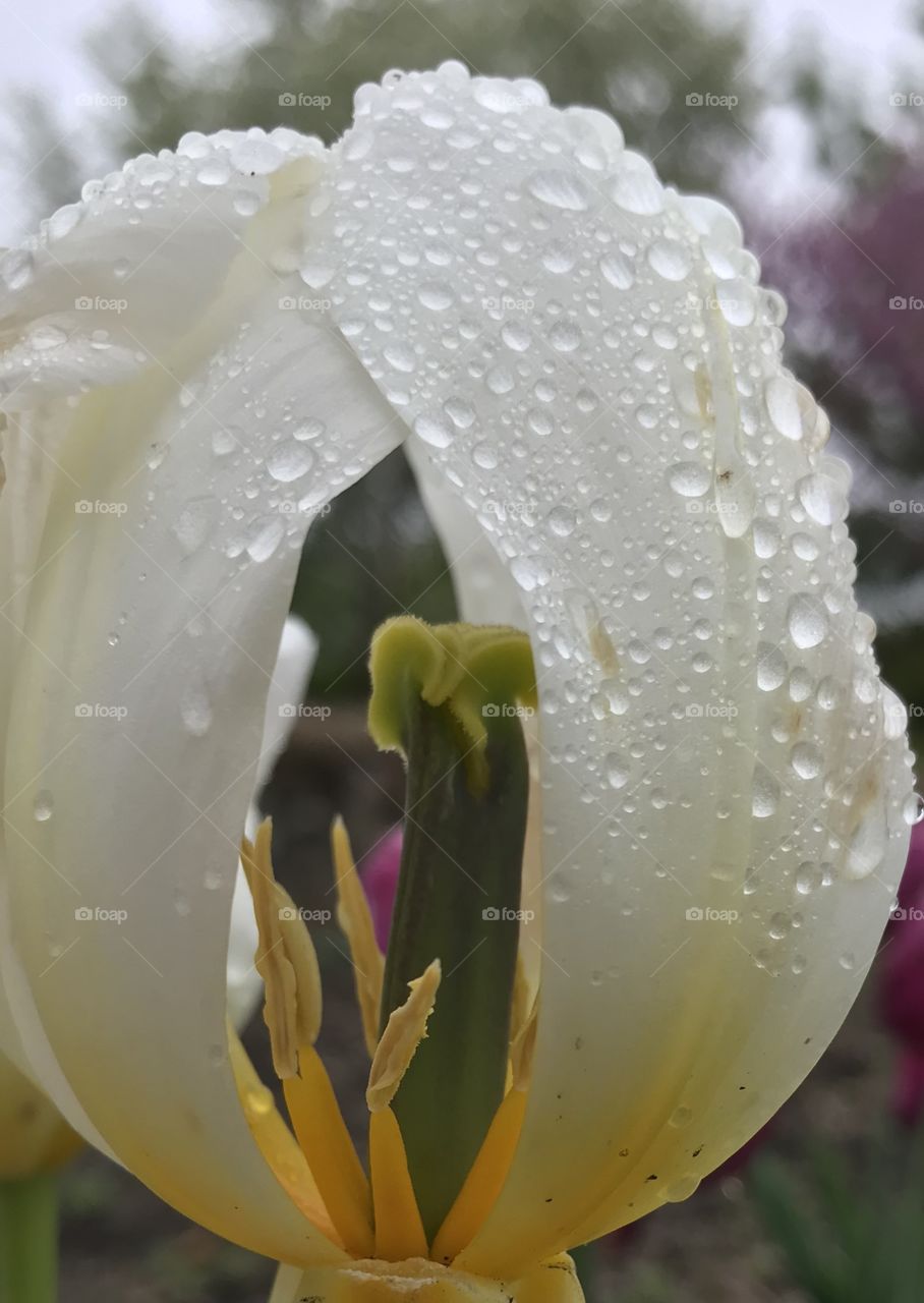 Rainy day tulips