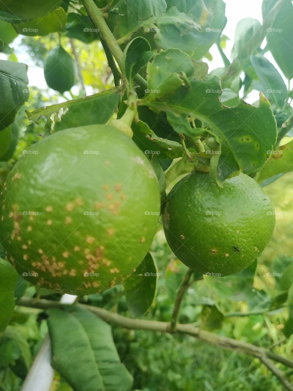 Lemon green fruit trees natural beautiful food