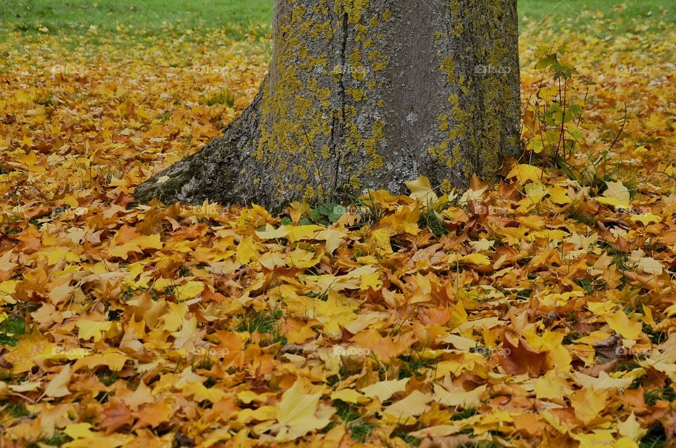 Fall, Leaf, Maple, Season, Tree