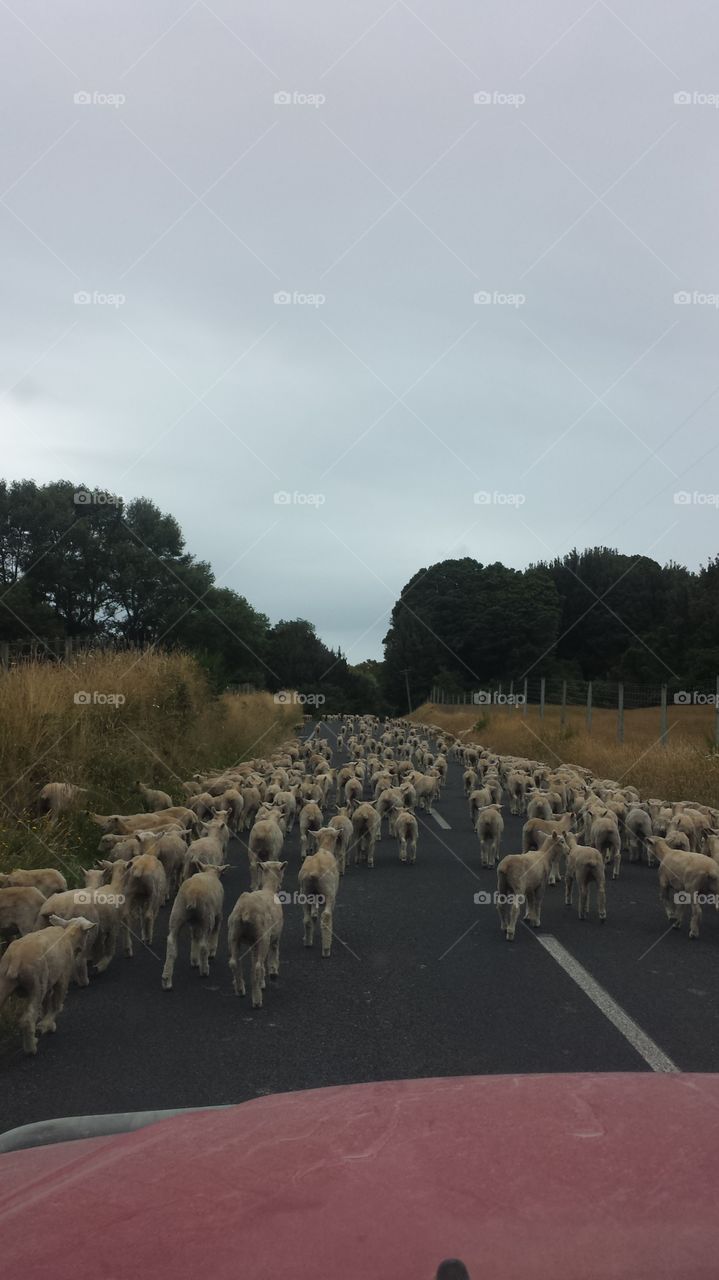 Traffic in NZ