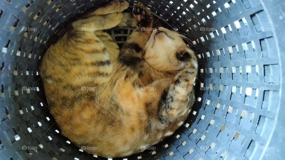 This fat cat is sleeping in a cramped basket.
