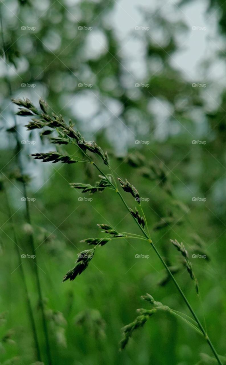 Greenary grass