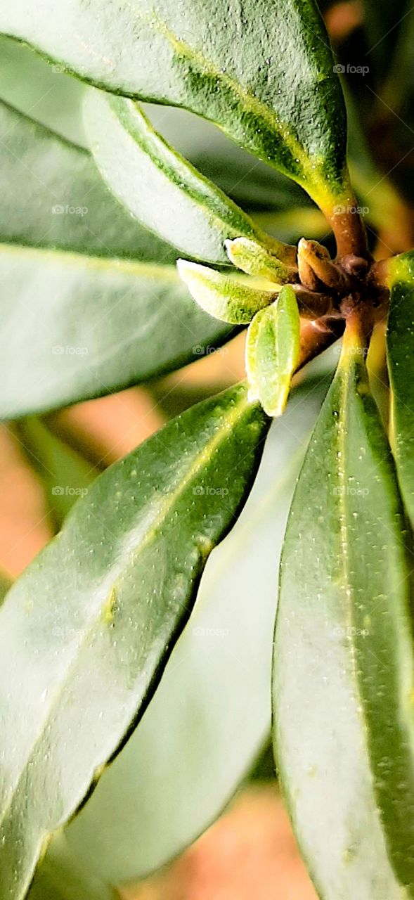 early first signs of spring foap mission budding leaves of new growth