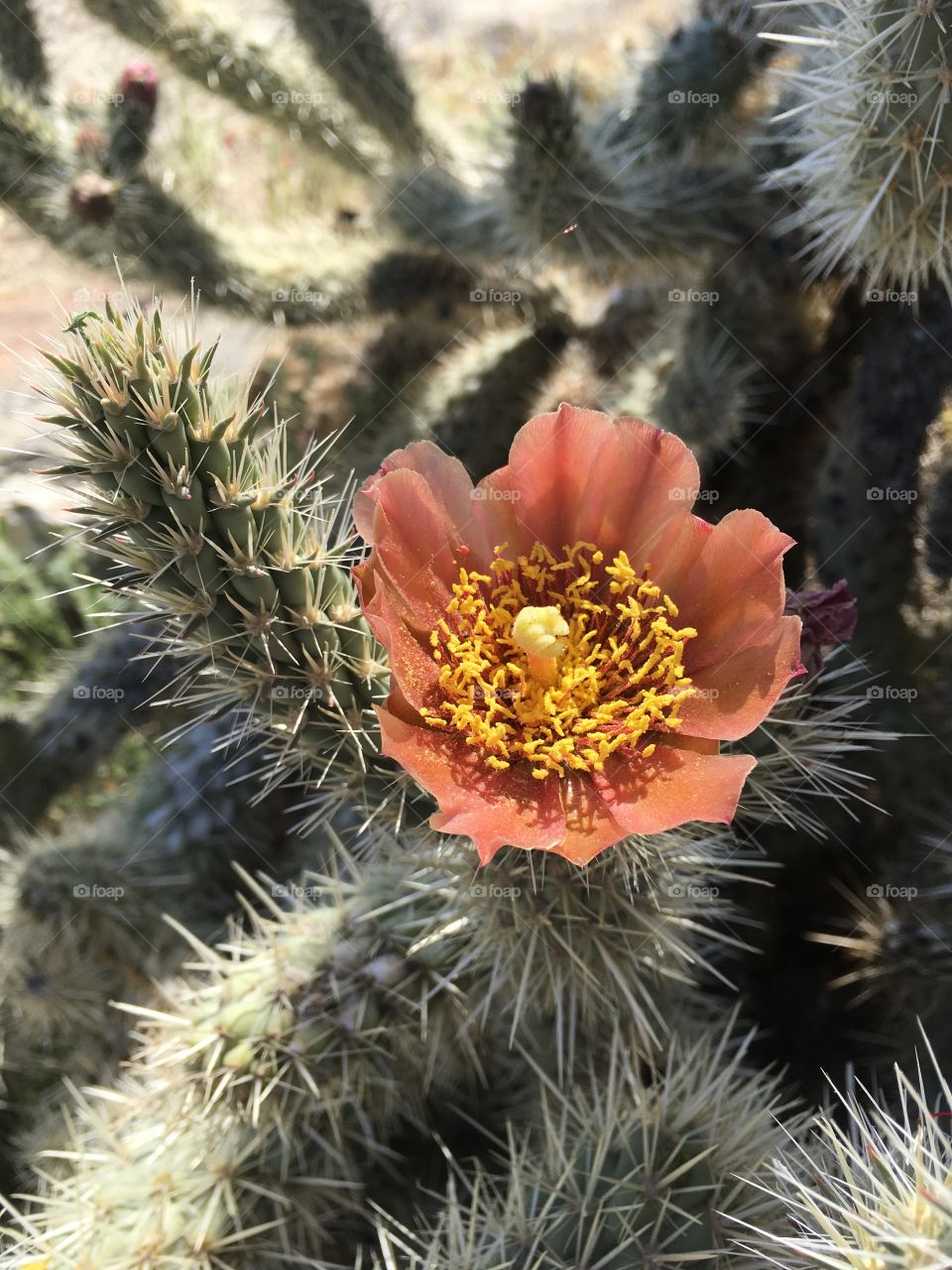 Cactus flower