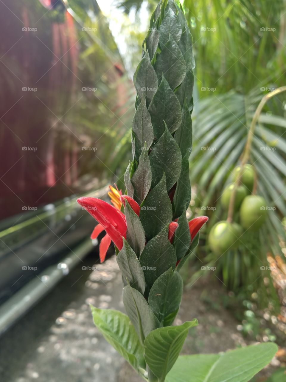 pachystachy new shoot