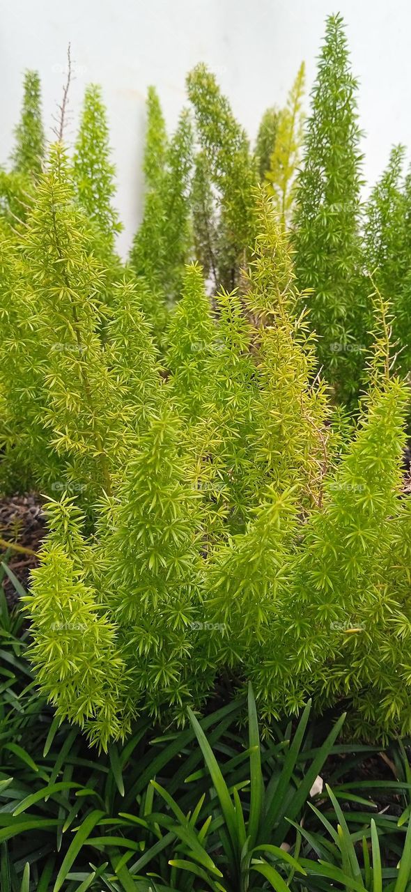 garden tree, green tree, ornamental tree, squirrel tail tree