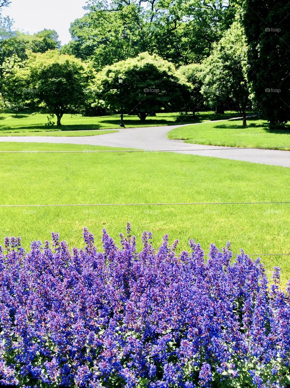 Aromatic lavender adorns the landscape adding a pop of color to the sea of greenery. 