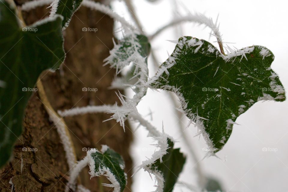 Close-up of a frozen leaf