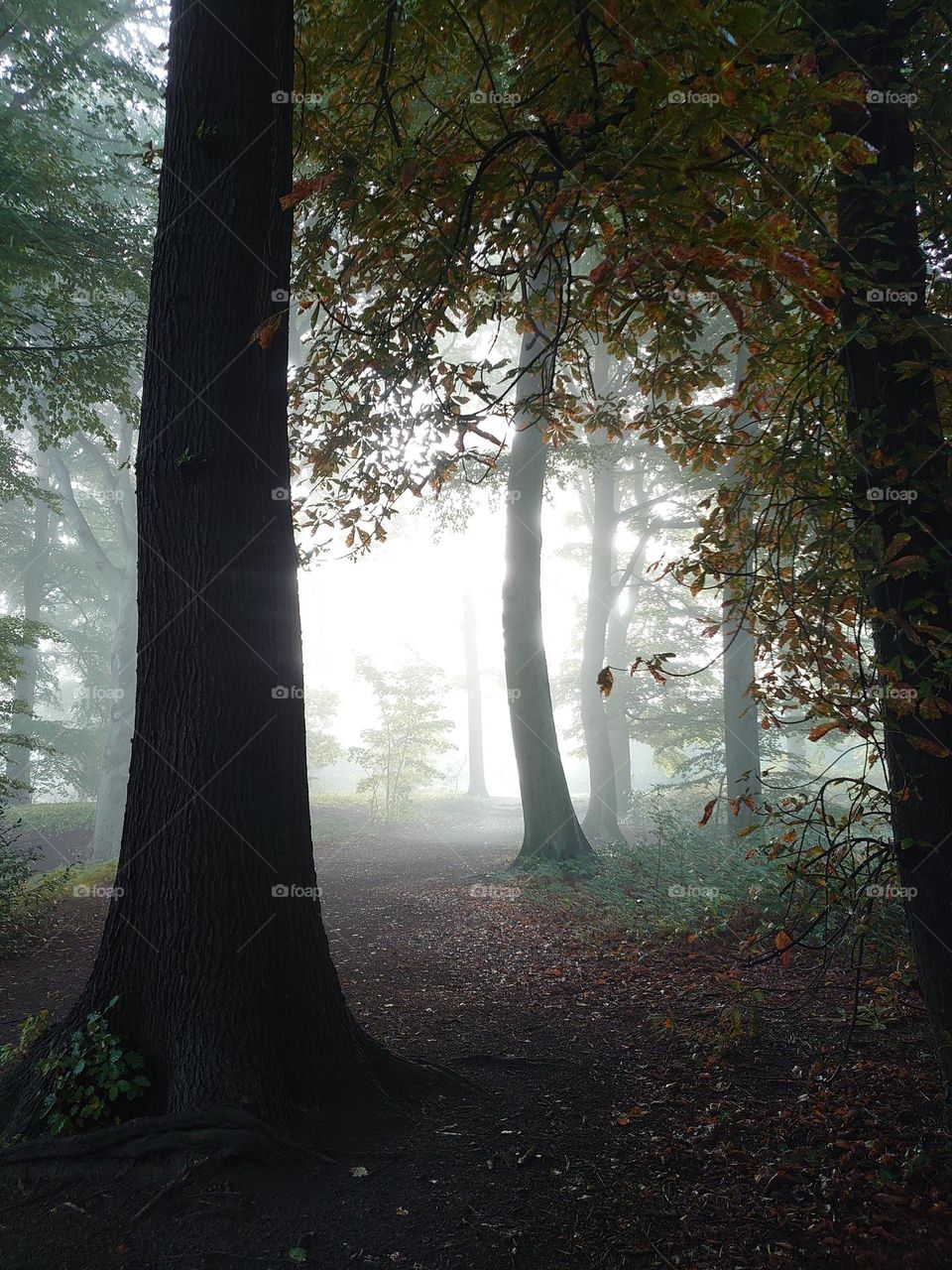 Forrest in the fog