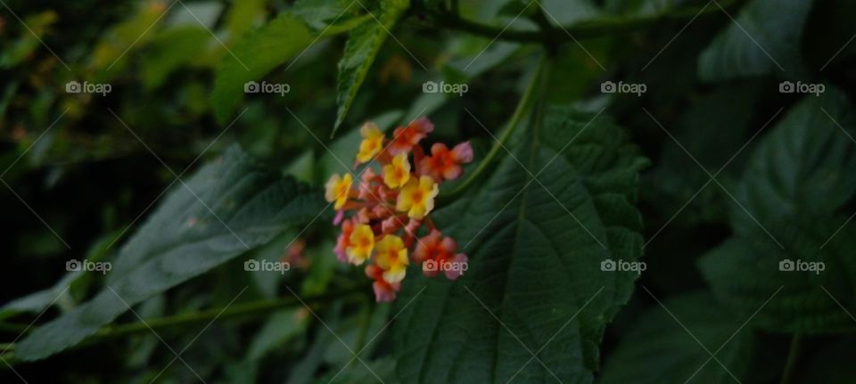 naturelove, beautiful flowers, colourful, lovely