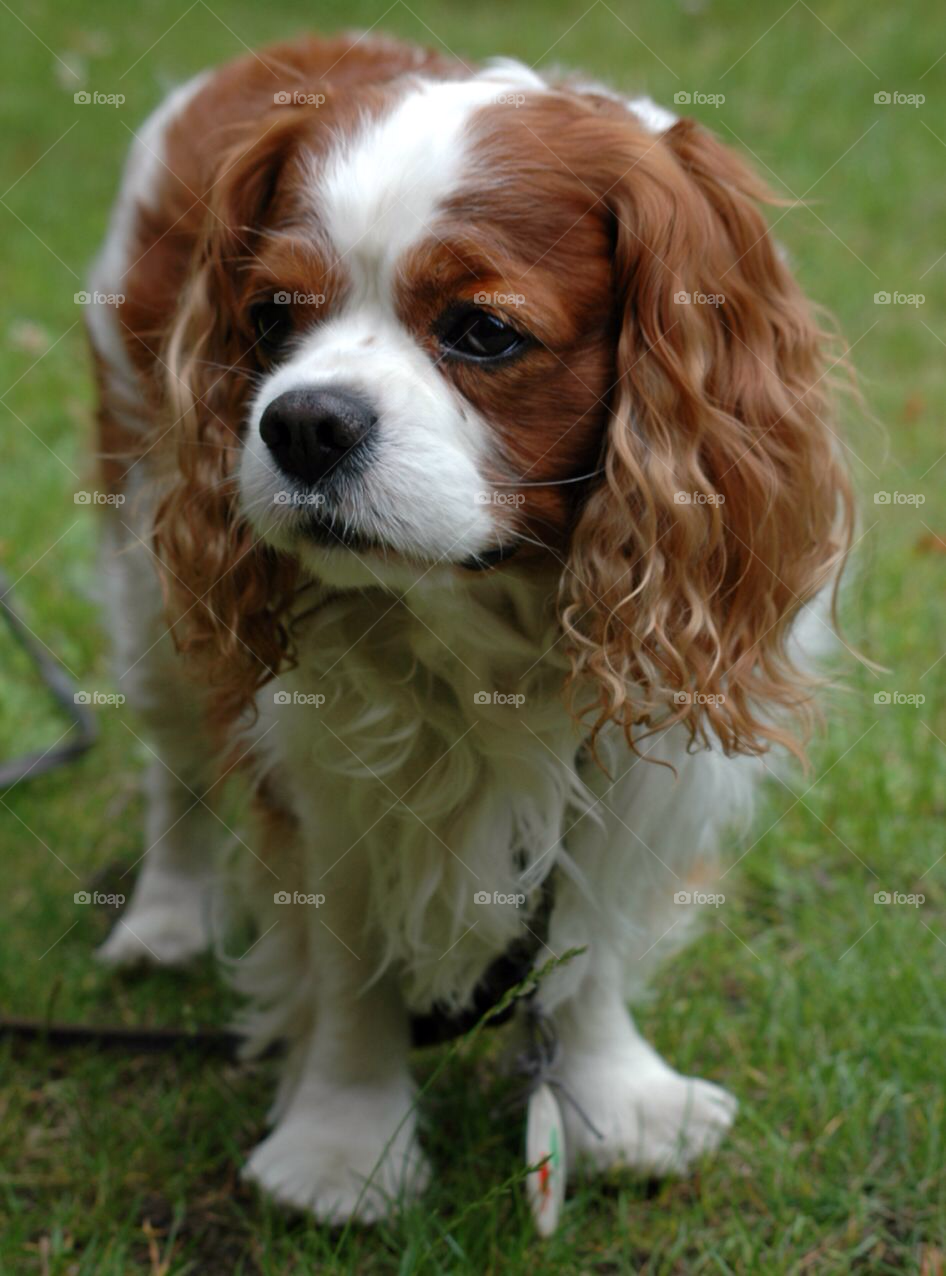 Dog. Dog
Cavalier King Charles Spaniel 
