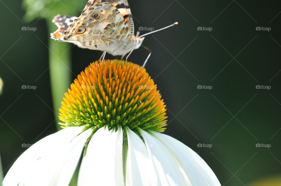 Moth sitting on a coneflower 