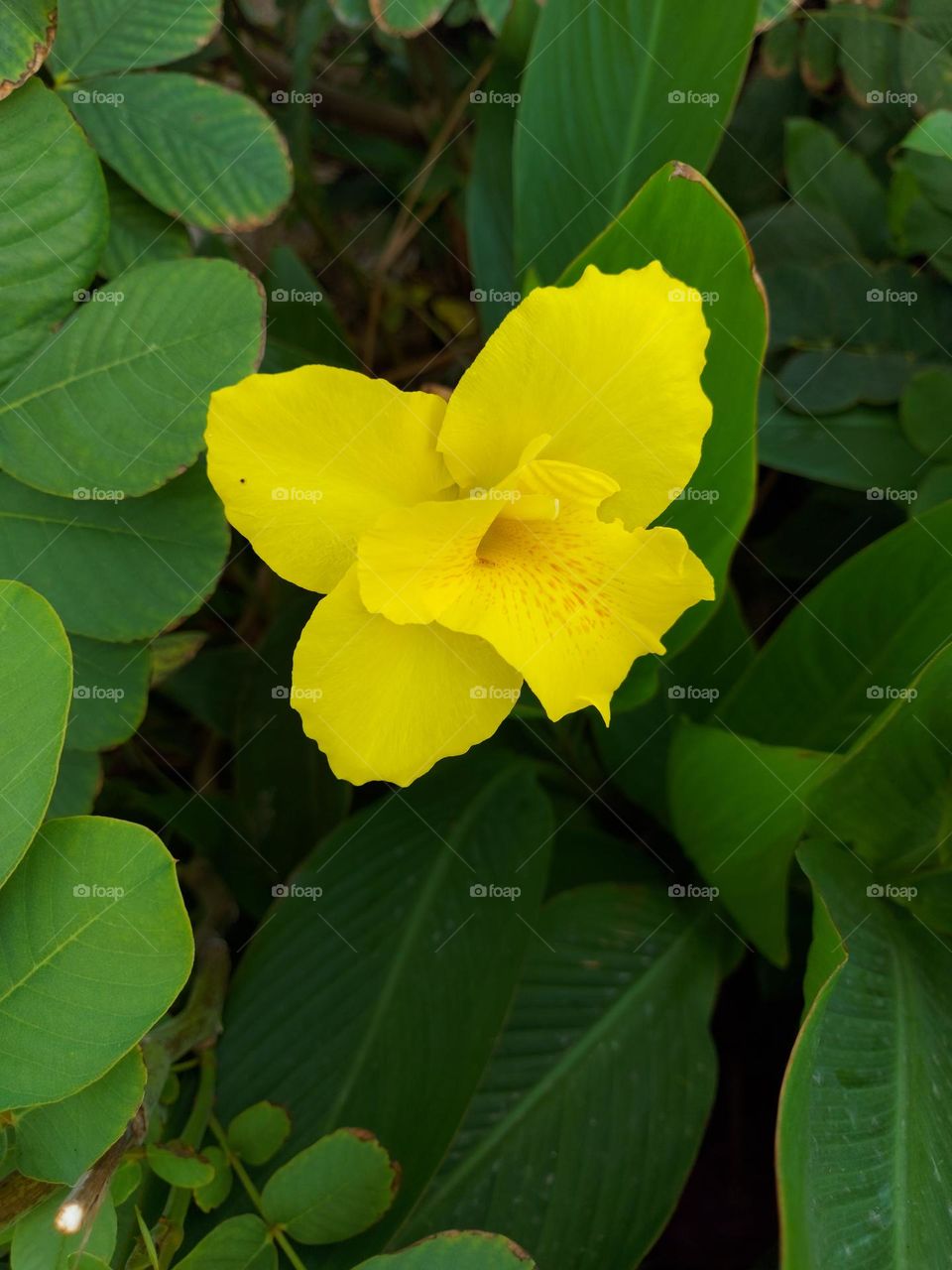 Golden Canna