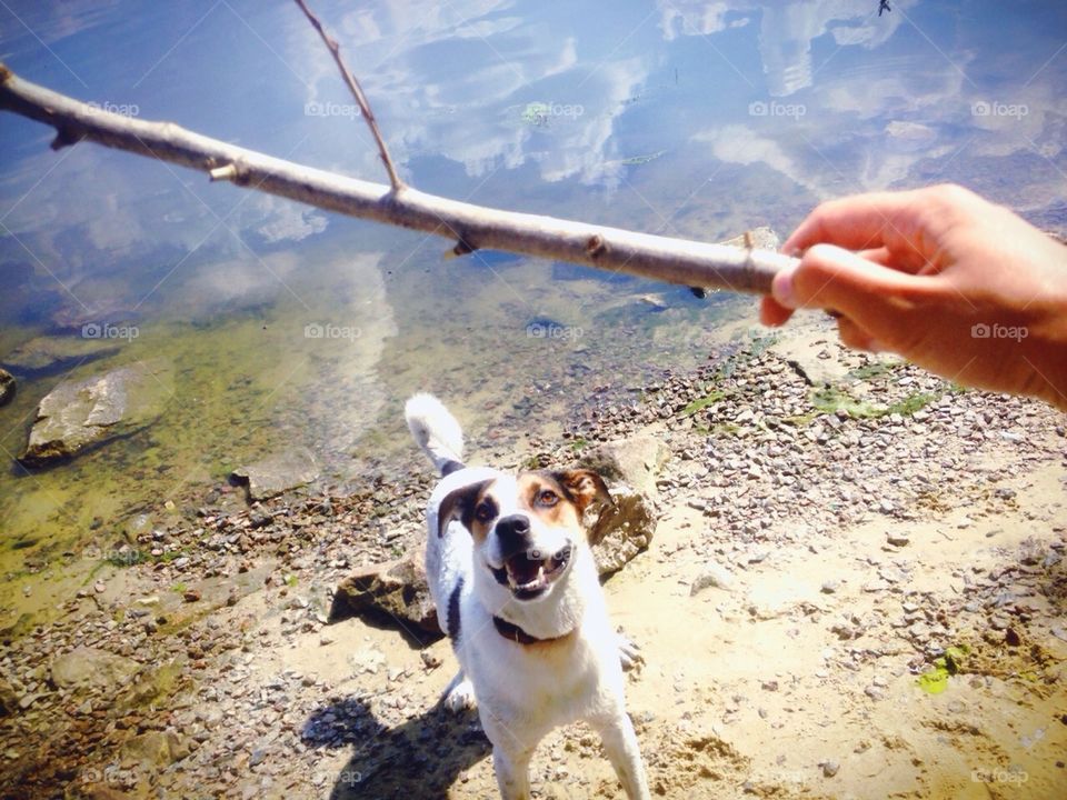 Playing with happy puppy 